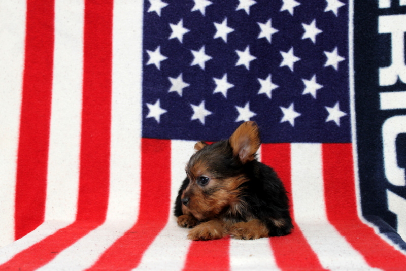 puppy, for, sale, Yorkshire Terrier, Matthew B. Stoltzfus, dog, breeder, Gap, PA, dog-breeder, puppy-for-sale, forsale, nearby, find, puppyfind, locator, puppylocator, aca